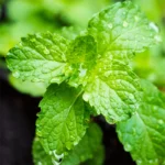 Glister Travel Size Multi-Action Toothpaste – 6 Pack Mini Tubes