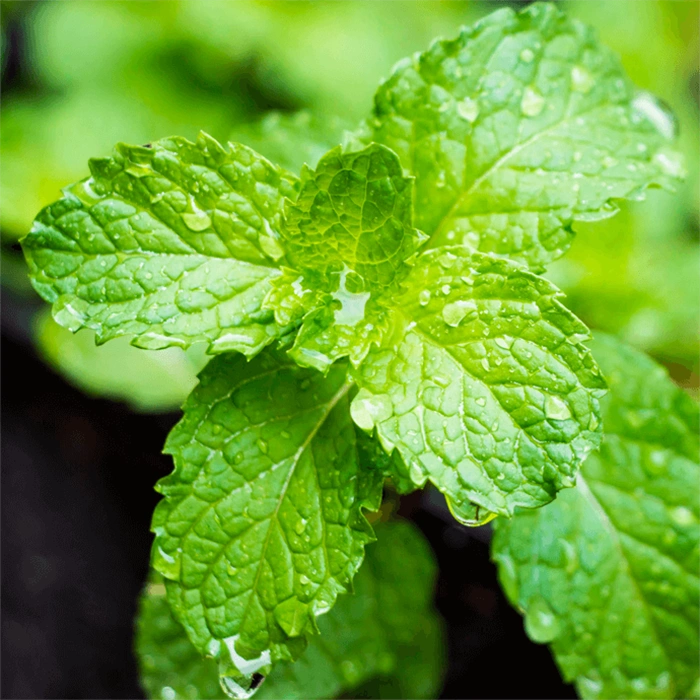 Glister Travel Size Multi-Action Toothpaste – 6 Pack Mini Tubes